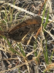 Oeneis chryxus caryi