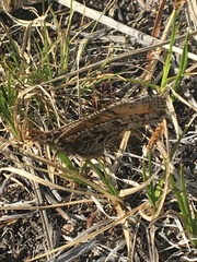 Oeneis chryxus caryi