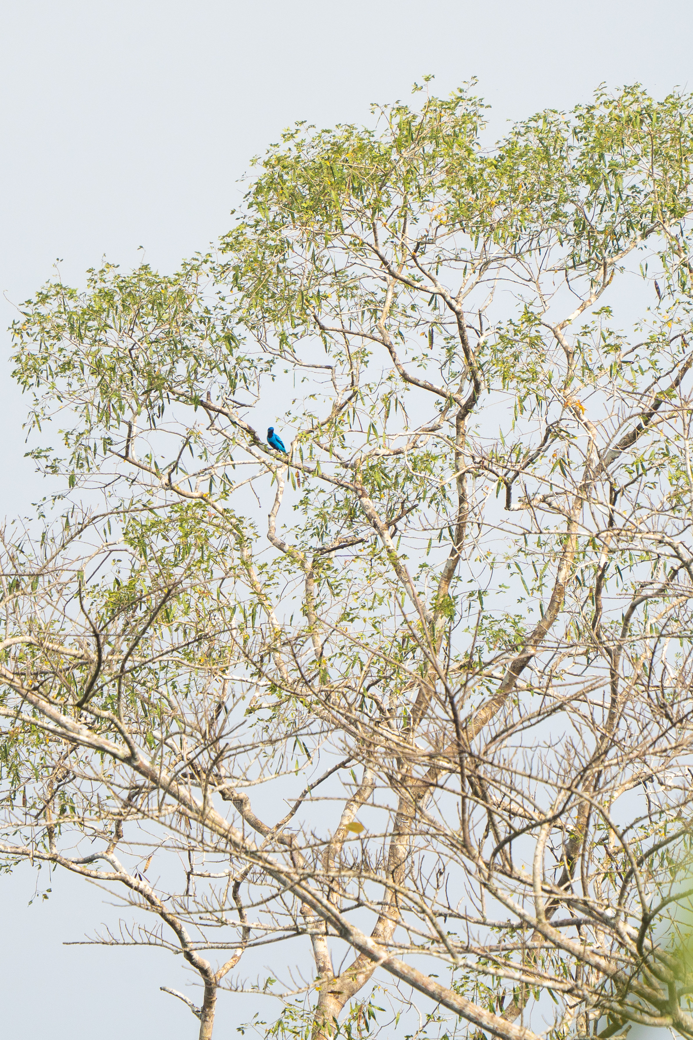 Blue Cotinga (Cotinga nattererii), photo 3