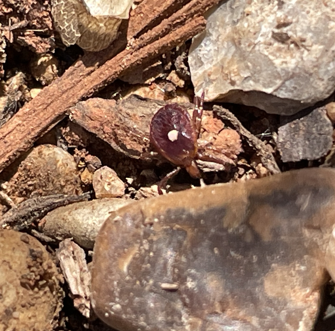 Amblyomma americanum Linnaeus, 1758