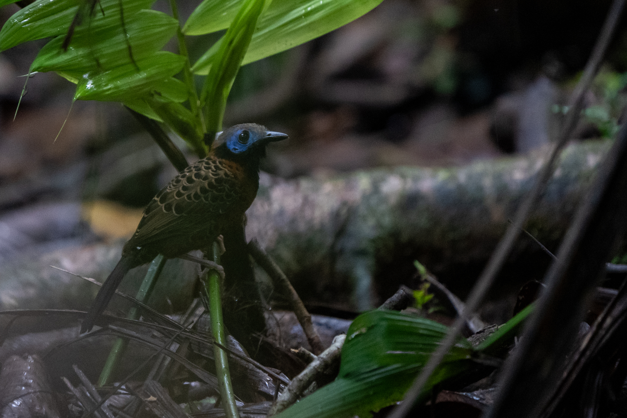 Ocellated Antbird (Phaenostictus mcleannani), photo 3