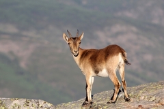 Capra pyrenaica victoriae