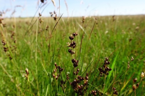 Saltmeadow Rush (Juncus gerardi)