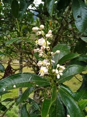 Miconia notabilis