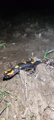 Salamandra algira atlantica