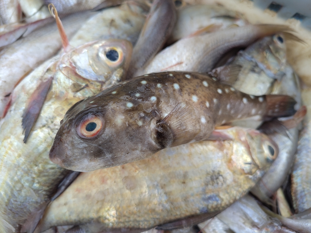 Prickly puffer (Ephippion guttifer) — Tetraodontidae