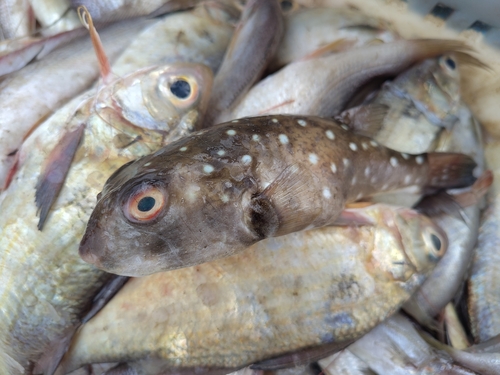 Prickly puffer (Ephippion guttifer) — Tetraodontidae
