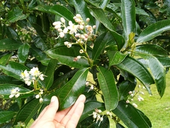 Miconia notabilis