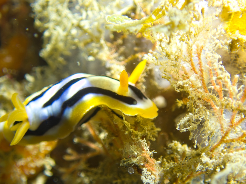 Broken-line Rainbow Dorid