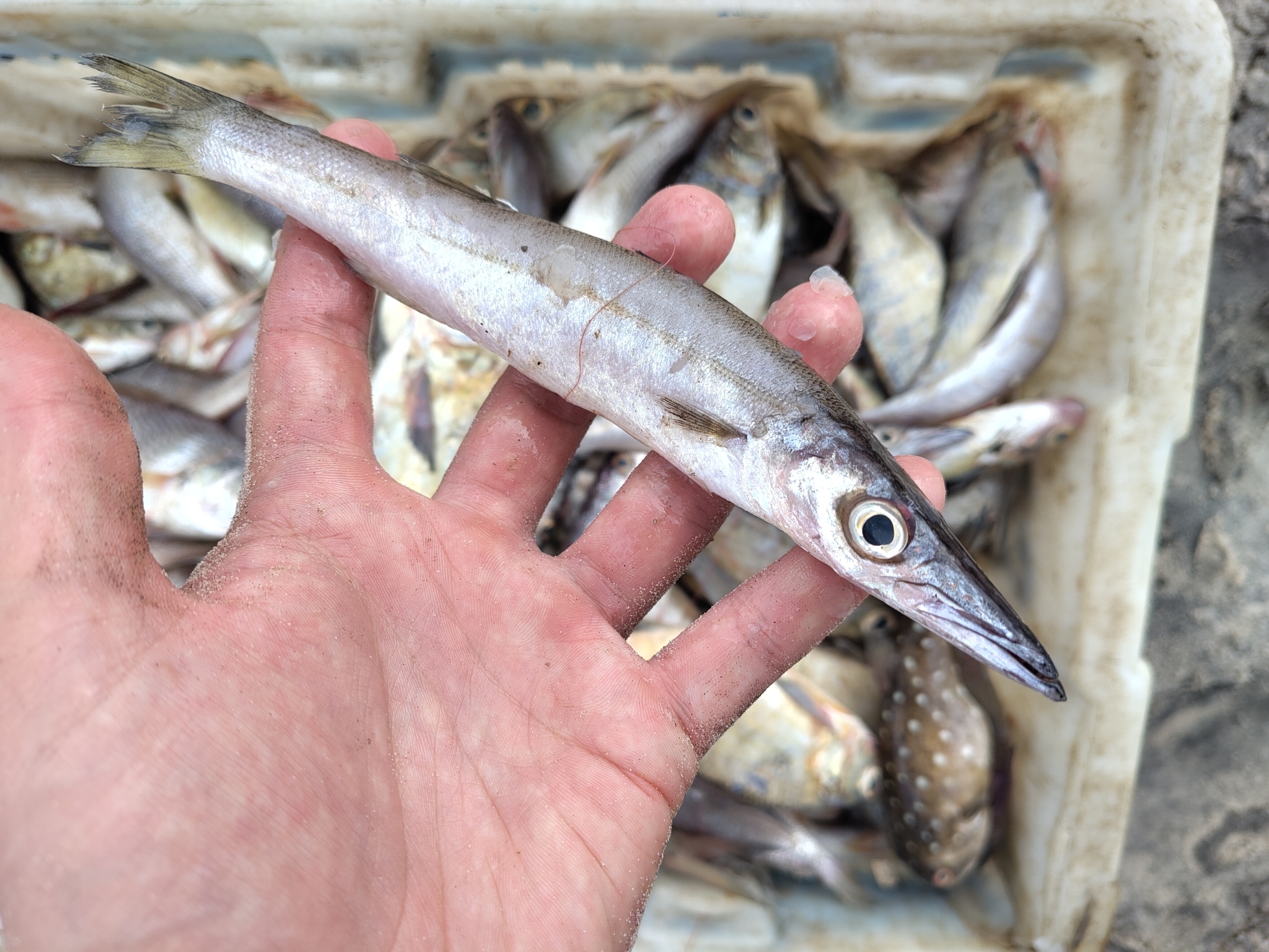 Guachanche Barracuda photo 4