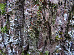 Bacidia rubella