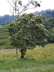 Miconia notabilis