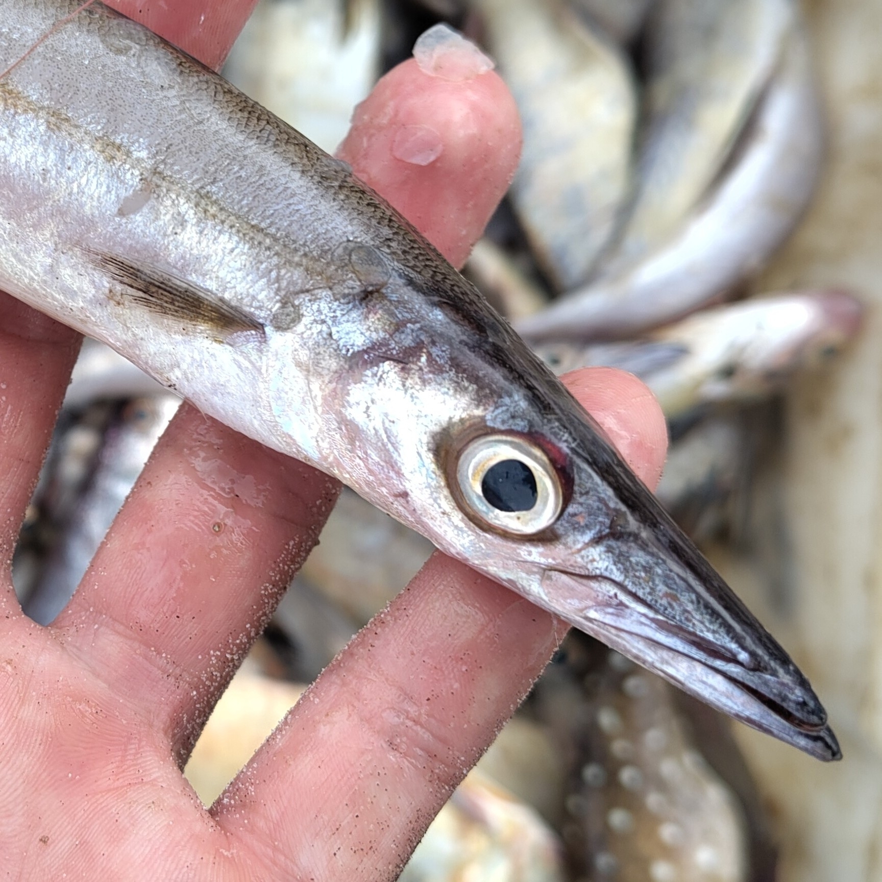 Guachanche Barracuda photo 5
