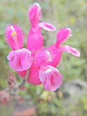 Salvia involucrata