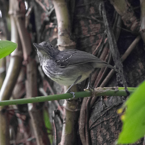 Spot-crowned Antvireo (Dysithamnus puncticeps), photo 4