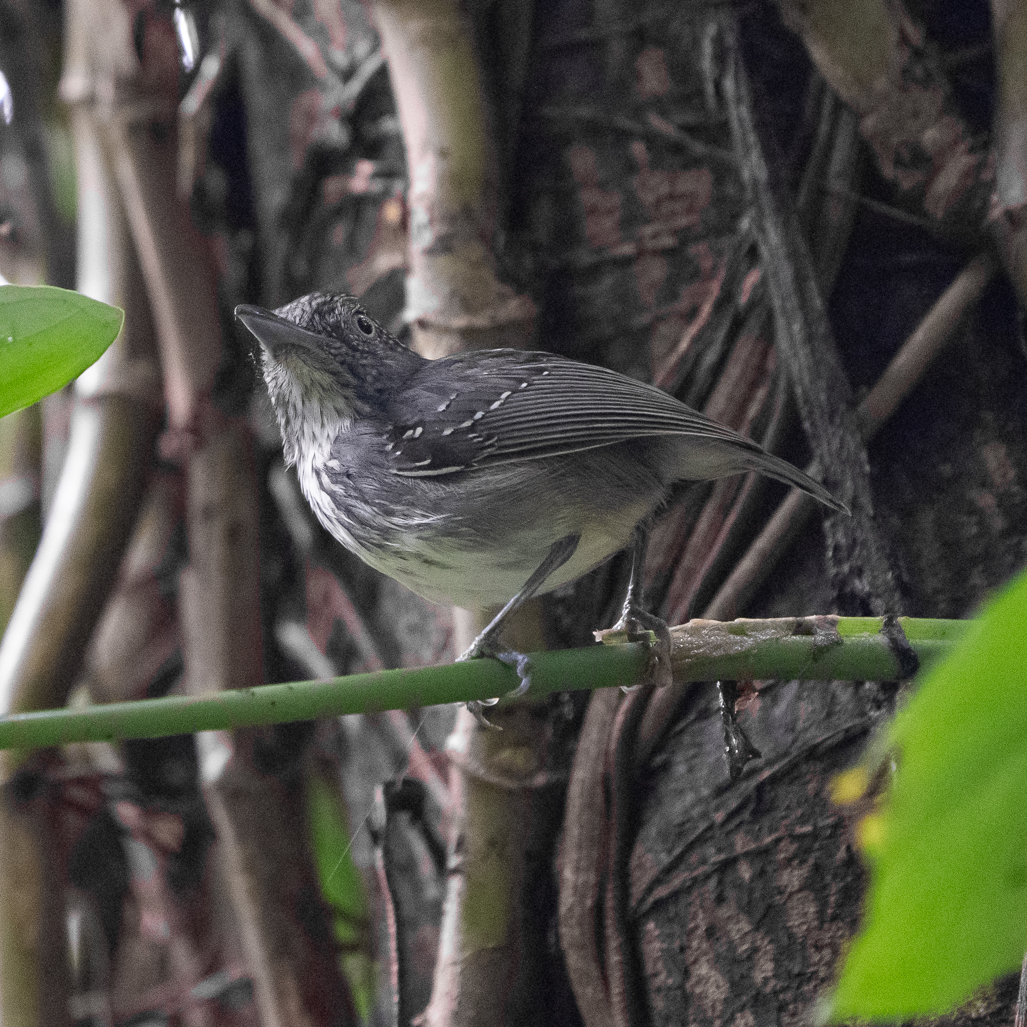 Spot-crowned Antvireo (Dysithamnus puncticeps), photo 4