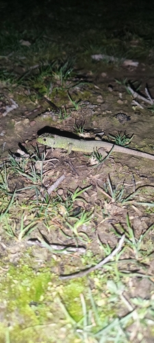 Atlas Ocellated Lizard