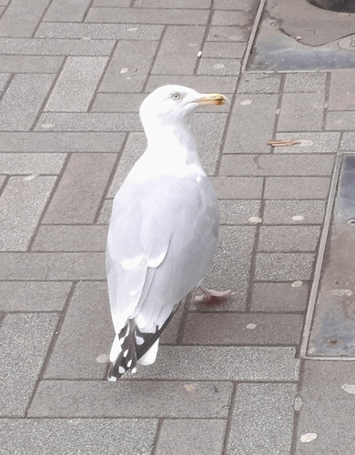 Herring Gull