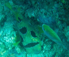 Diodon liturosus