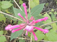 Salvia involucrata