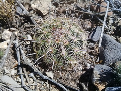 Coryphantha delicata
