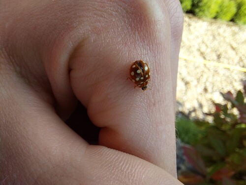 Cream-spotted Ladybird, Breda West, Breda, Nederland, photo 7 of 10