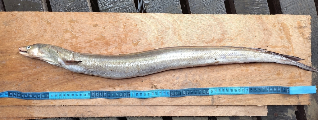 Guinese snoekaal (Cynoponticus ferox) — Muraenesocidae