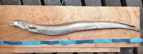 Guinean pike conger (Cynoponticus ferox) — Muraenesocidae