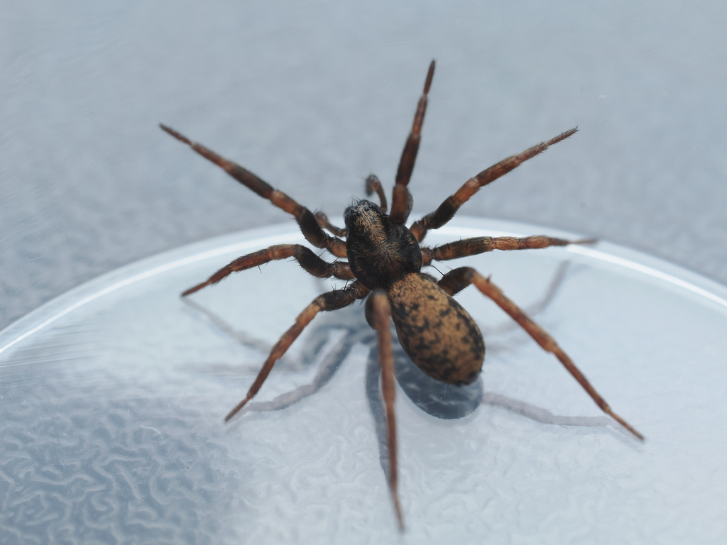 Golden Lantern-spider