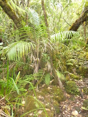 Acanthophoenix crinita