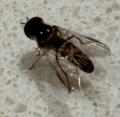 Unknown species found near Scenic Way Dr, Ventura, CA, US