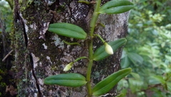 Angraecum ramosum image