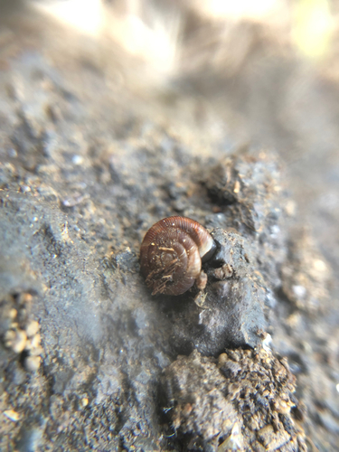 Gonyodiscus rotundatus