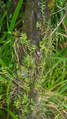 Angraecum germinyanum