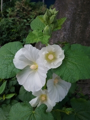 Alcea