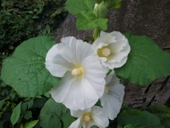 Alcea