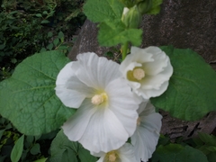 Alcea