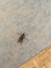 Boreothrinax maculipennis