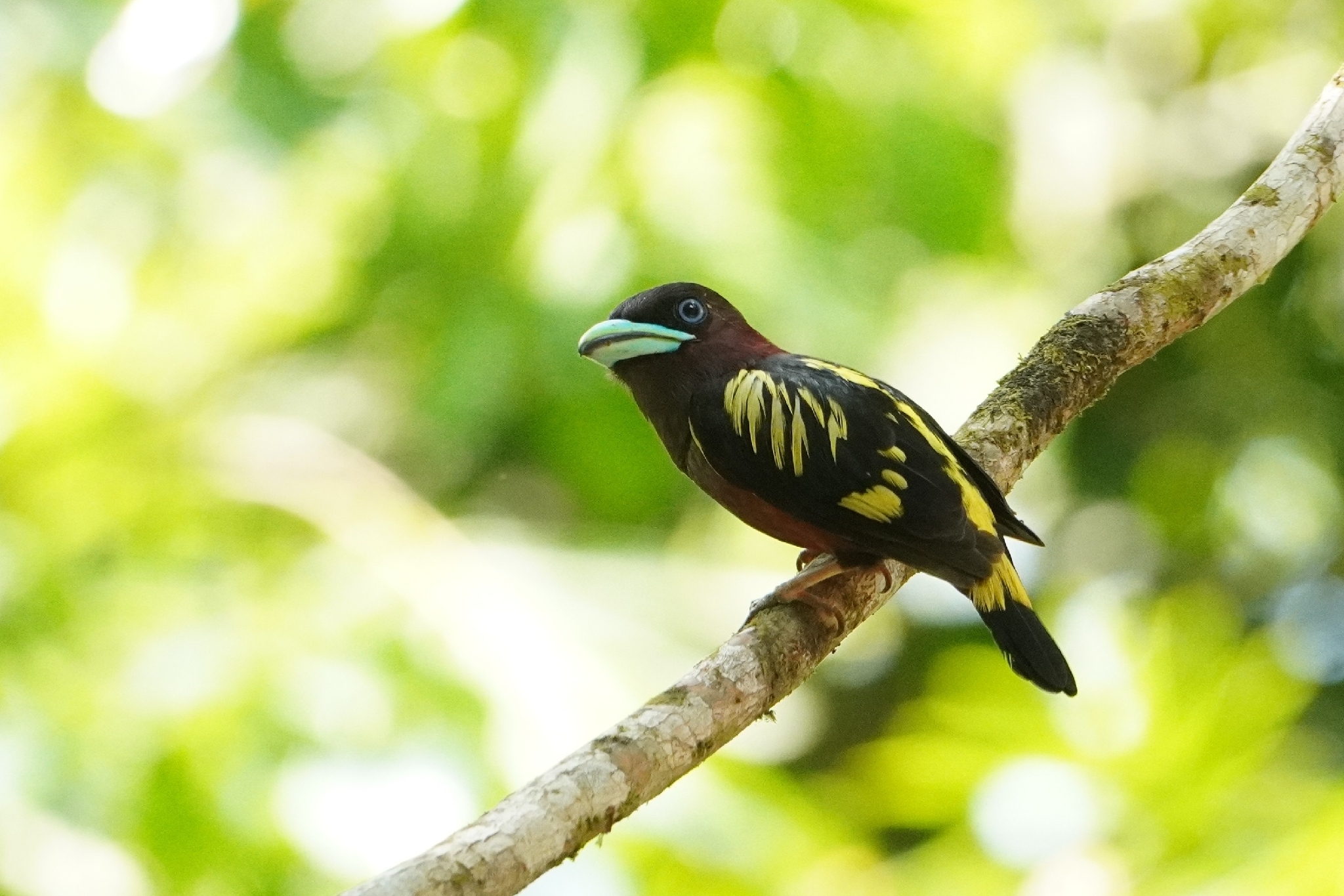 Banded Broadbill (Eurylaimus javanicus), photo 3