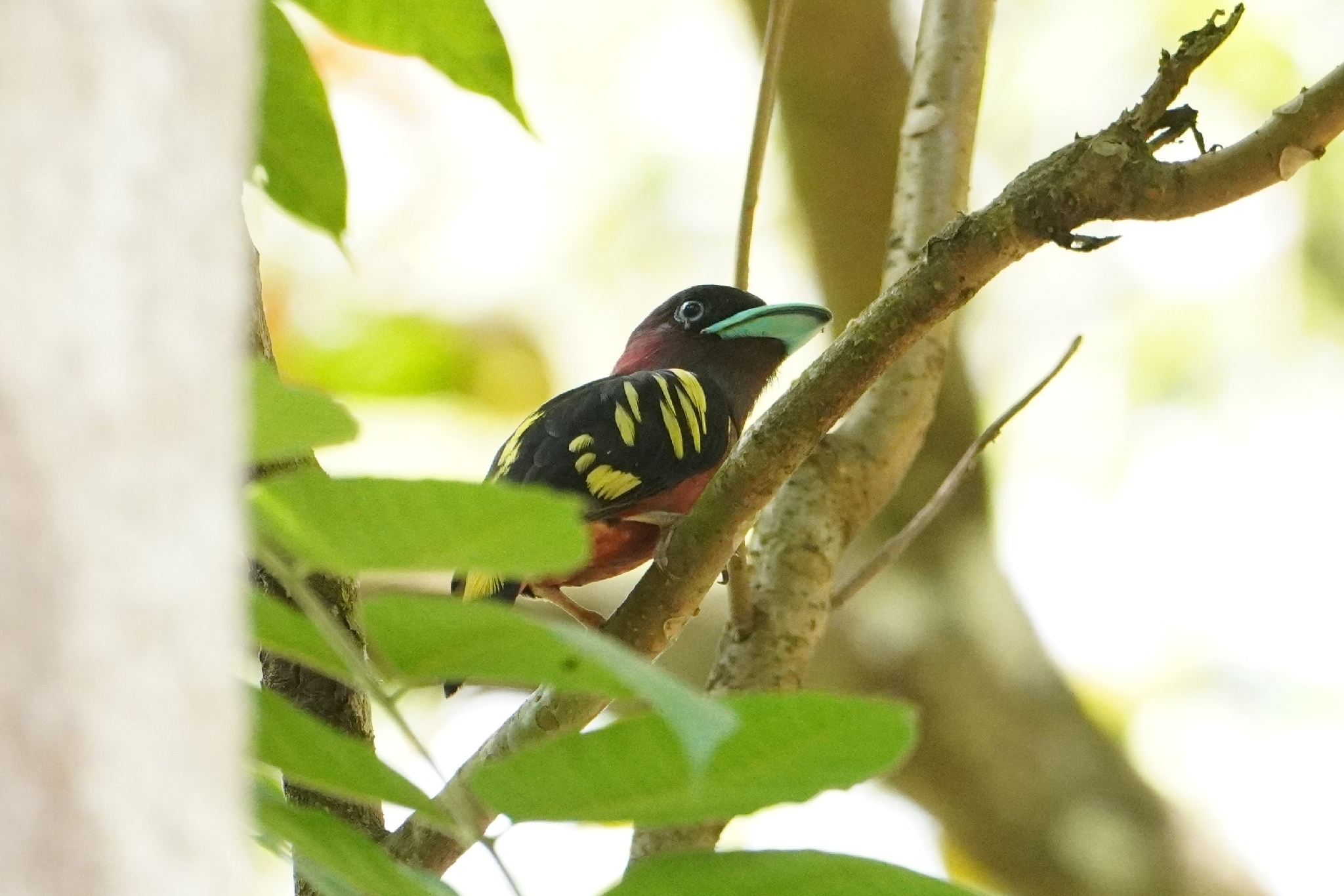 Banded Broadbill (Eurylaimus javanicus), photo 4