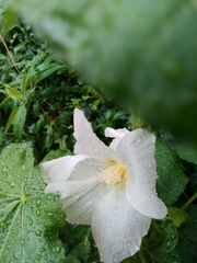 Alcea