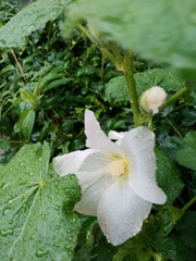 Alcea