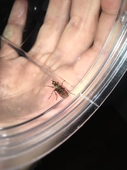 Boreothrinax maculipennis