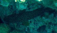 Cephalopholis cyanostigma