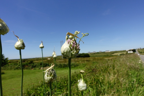 Babington's Leek (Allium ampeloprasum)