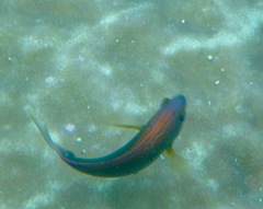 Pomacentrus bankanensis