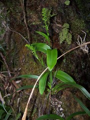 Benthamia nigrescens image