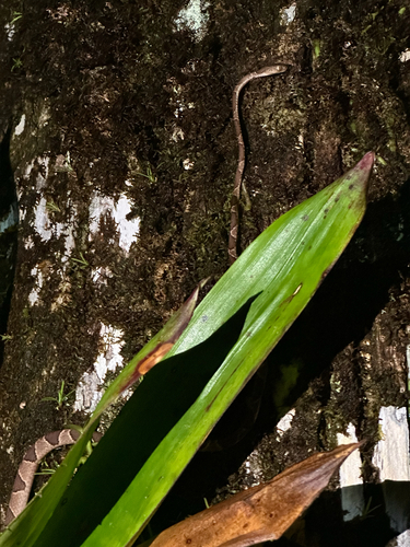Common Blunt-headed Tree Snake