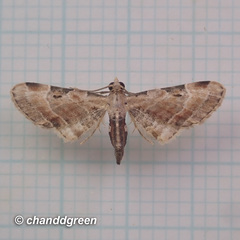 Mesoptila melanolopha