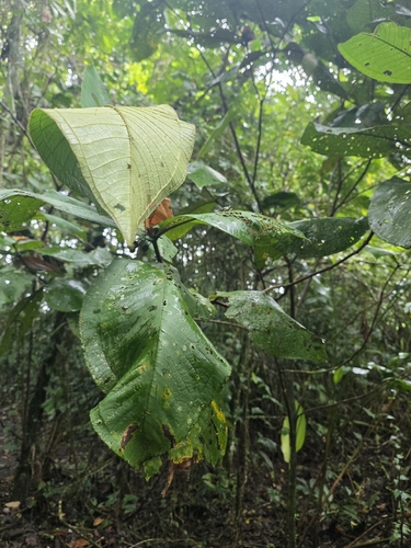 Guyanese pepper (Miconia impetiolaris)